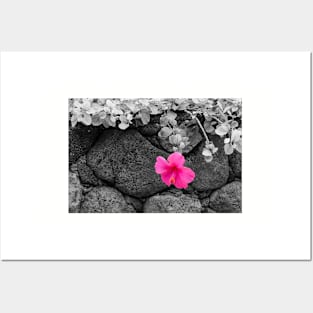 Pink Hibiscus on Lava Rock Wall Posters and Art